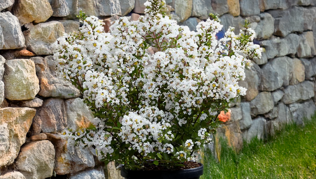 Lagerstroemia 'with love virgin' - myrta - Lagerstroemia 'With Love Virgin' - myrta 2