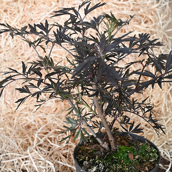 Sambucus nigra 'black lace' - baza - 6254721 Sambucus nigra 'Black Lace' 01