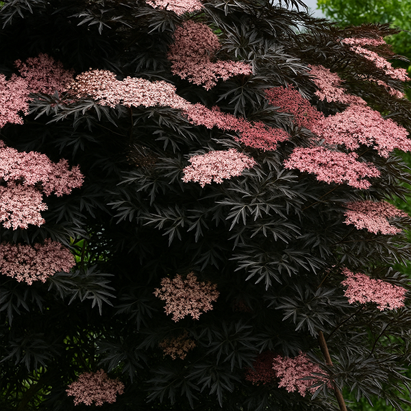 Sambucus nigra 'black lace' - baza - 6254721 Sambucus nigra 'Black Lace' 03