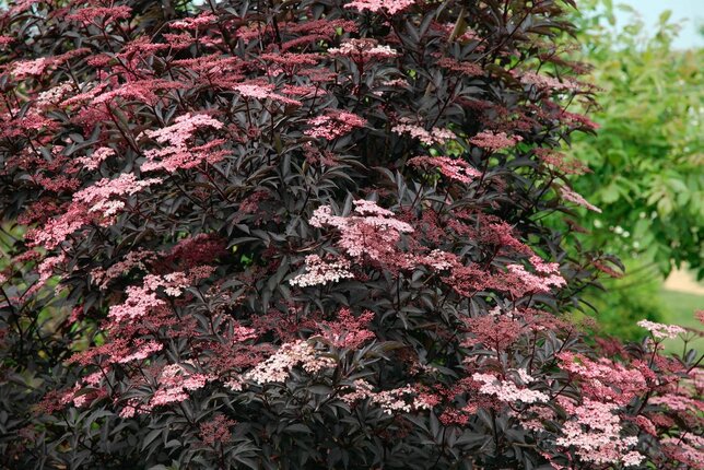 Sambucus nigra 'black lace' - baza - 9232729 Sambucus nigra 'Black Beauty' 01