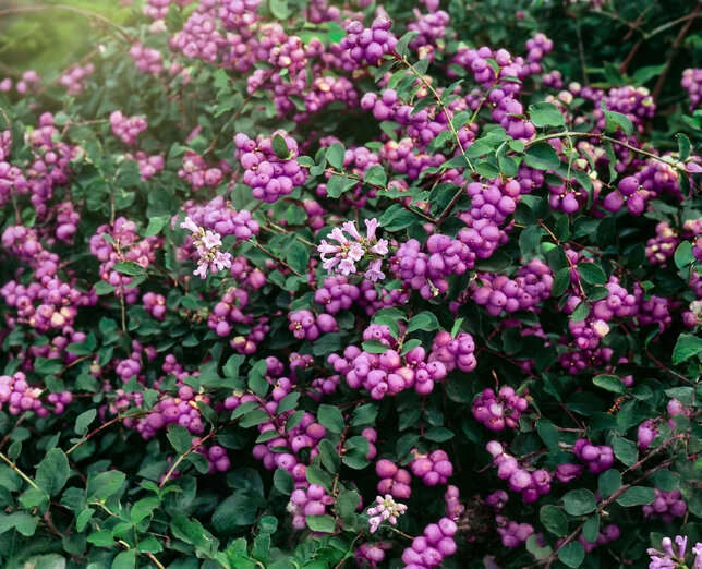 Symphoricarpos 'amethyst' - imelovník - Symphoricarpos 'Amethyst