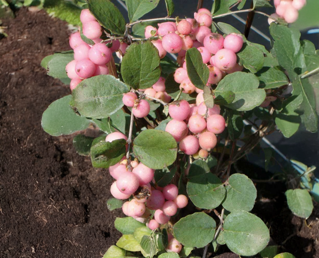 Symphoricarpos 'amethyst' - imelovník - Symphoricarpos 'Amethyst' - imelovník 1