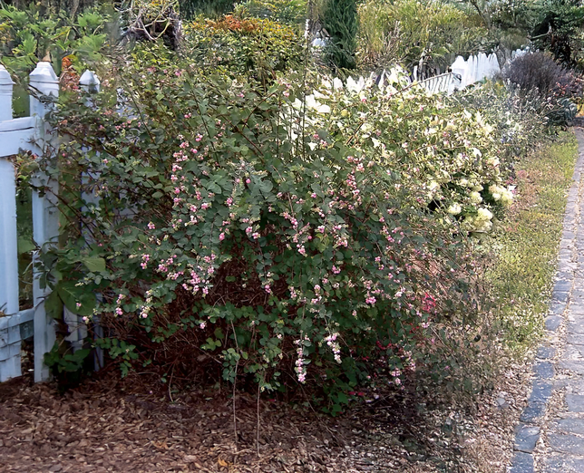 Symphoricarpos 'amethyst' - imelovník - Symphoricarpos 'Amethyst' - imelovník 2