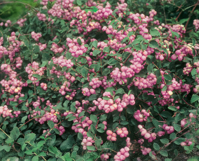 Symphoricarpos 'amethyst' - imelovník - Symphoricarpos 'Amethyst' - imelovník 3
