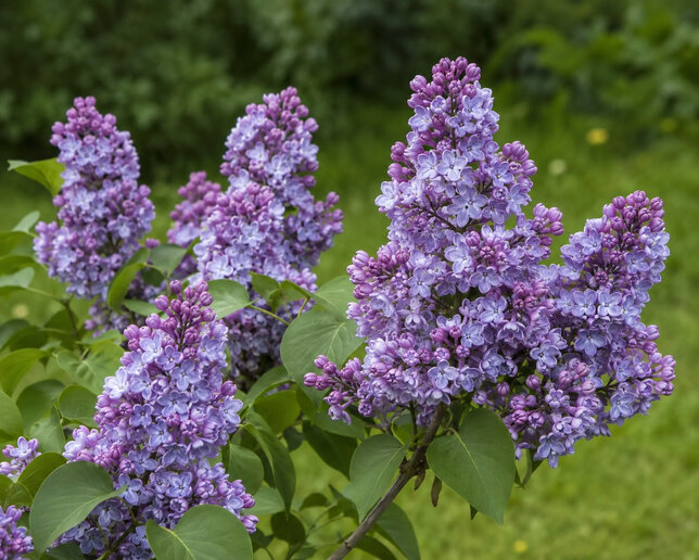 Syringa 'michel buchner' - orgován k1l - Syringa 'Michel Buchner' 