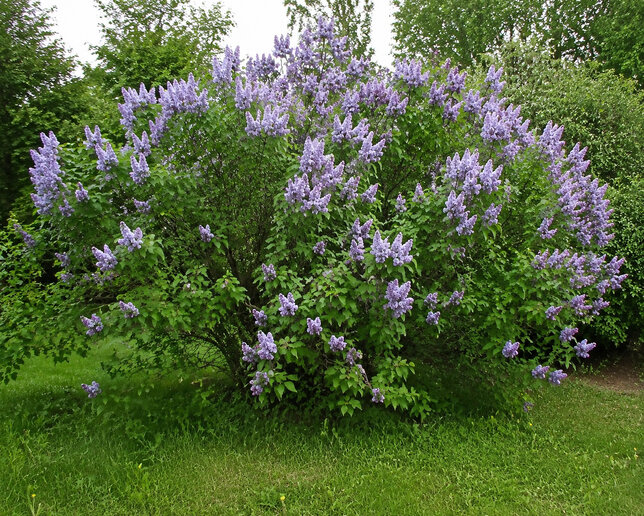 Syringa 'michel buchner' - orgován k1l - Syringa 'Michel Buchner'  habitus