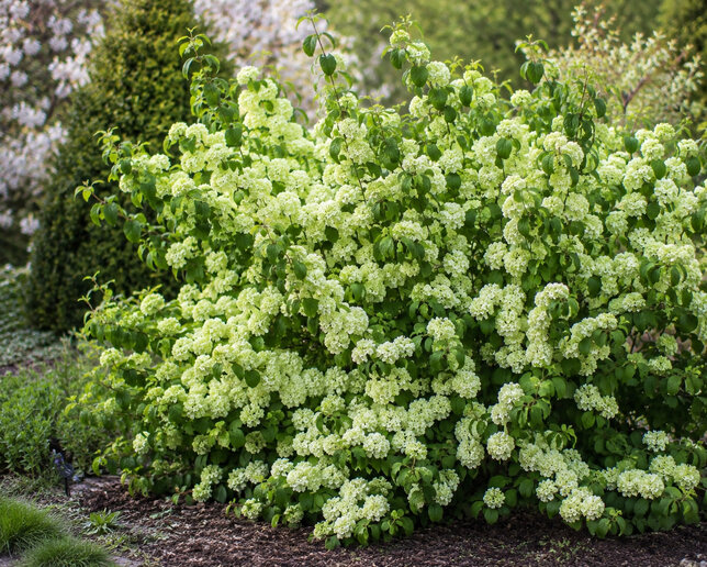 Viburnum 'magical spring glory' - kalina - Viburnum 'Magical Spring Glory'