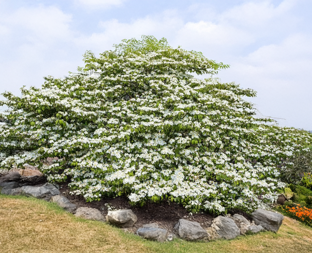 Viburnum 'opening day' - kalina - Viburnum 'Opening Day' - kalina 3