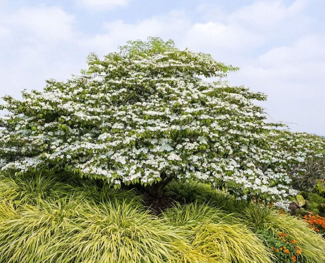 Viburnum 'opening day' - kalina - Viburnum 'Opening Day' 