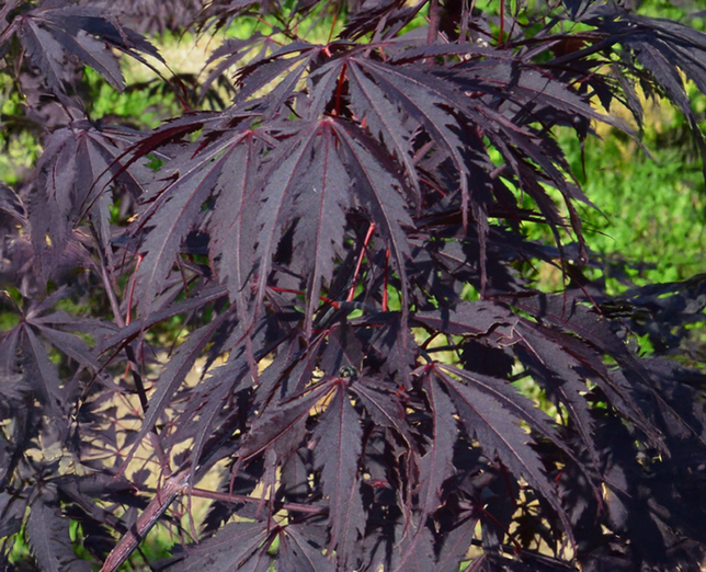 Acer 'black lace' - javor k3l - Acer 'Black Lace' - javor K3L 1