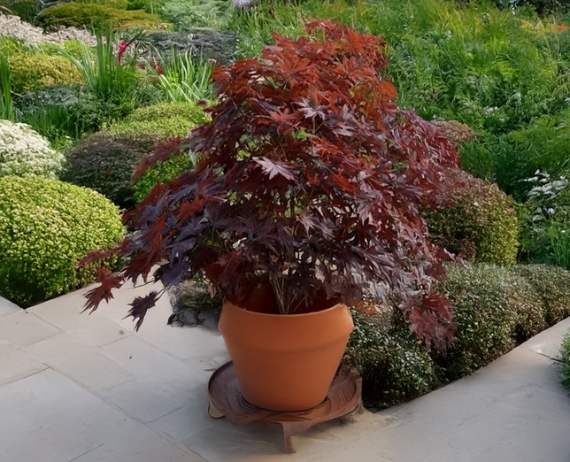 Acer 'black lace' - javor k3l - Acer 'Black Lace' - javor K3L 2