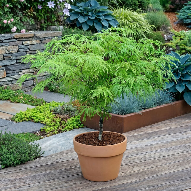 Acer 'dissectum' - javor k1l - Acer 'Dissectum' 