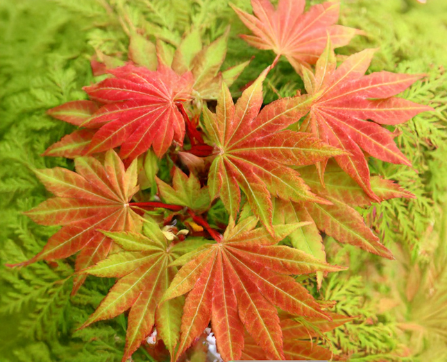 Acer 'moonrise' - javor k1,5l - Acer 'Moonrise' - javor K3L 1