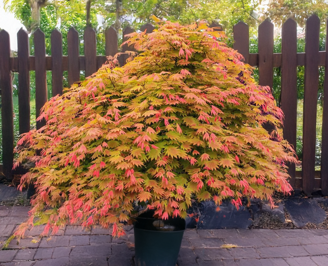 Acer 'moonrise' - javor k1,5l - Acer 'Moonrise' - javor K3L 2