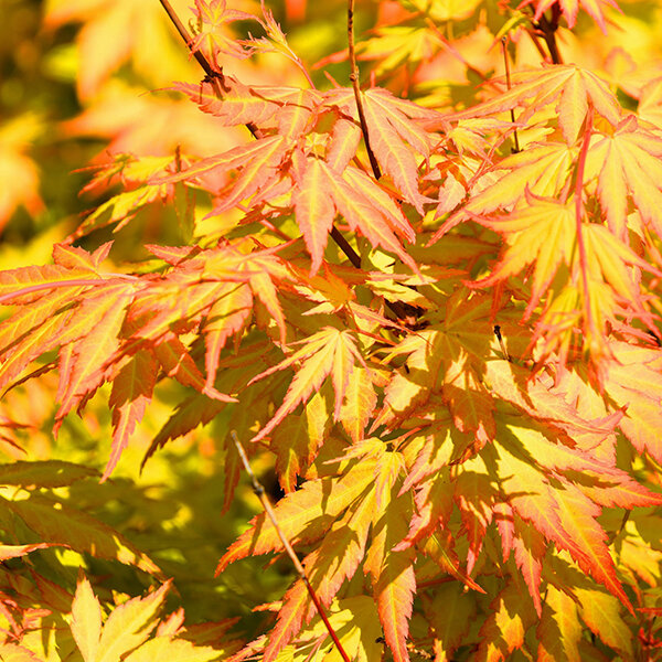Acer 'orange lace' - javor k3l - 9234058 acer orange lace 01
