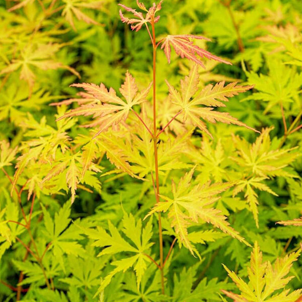Acer 'orange lace' - javor k3l - 9234058 acer orange lace 02