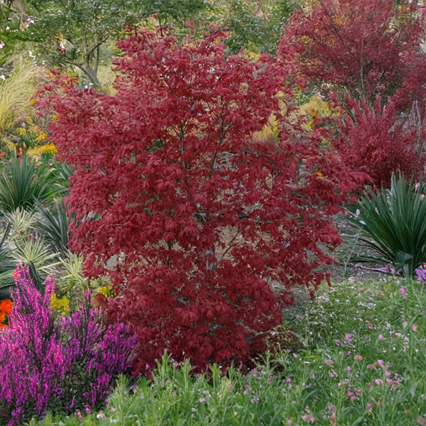 Acer 'skeeter's broom' - javor k2l - 9254828 Acer 'Skeeter's Broom' 01