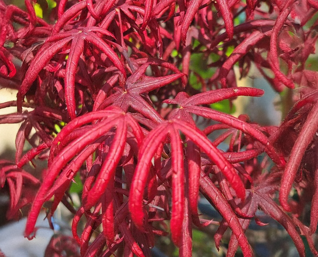 Acer 'starfish' - javor k3l - Acer 'Starfish' - javor K3L 1