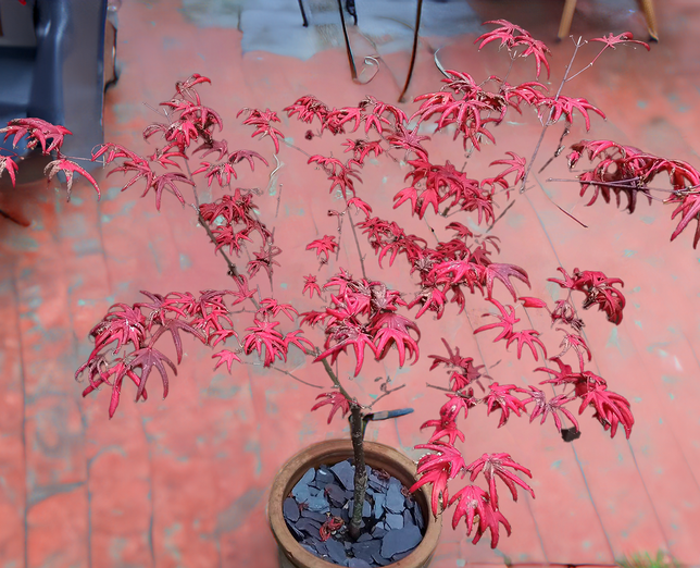 Acer 'starfish' - javor k3l - Acer 'Starfish' - javor K3L 2