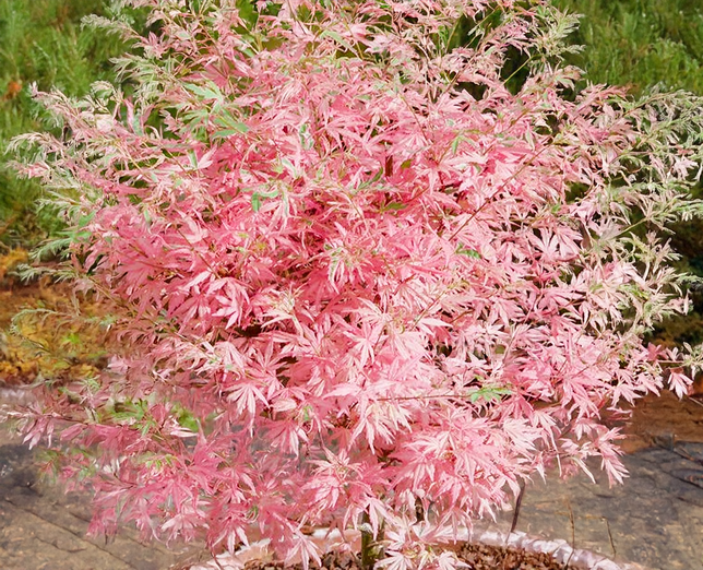 Acer 'taylor' - javor k3l - Acer 'Taylor' - javor K3L 1