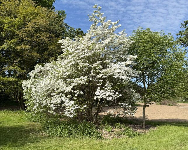 Cornus kousa chinensis - drieň čínsky 2l - Cornus cousa chinensis