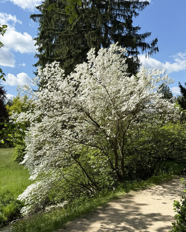 Cornus kousa chinensis - drieň čínsky 2l - Cornus cousa chinensis 1