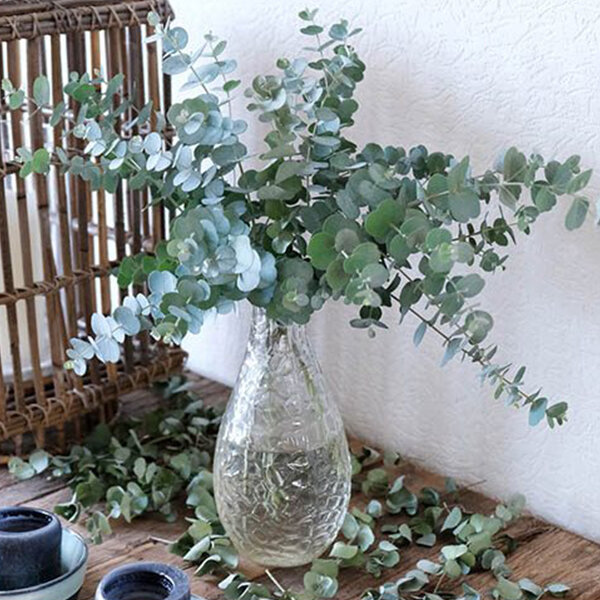 Eucalyptus gunni - eukalyptus k1,5l - 5253406 Eucalyptus gunni 01