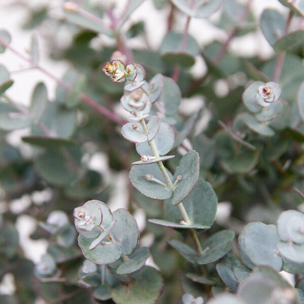 Eucalyptus gunni - eukalyptus k1,5l - 5253406 Eucalyptus gunni 03