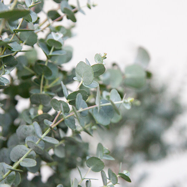 Eucalyptus gunni - eukalyptus k1,5l - 5253406 Eucalyptus gunni 05