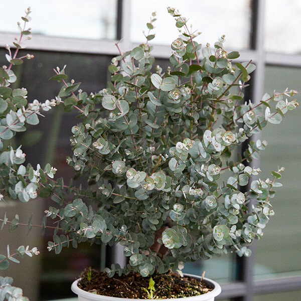 Eucalyptus gunni - eukalyptus k1,5l - 5253406 Eucalyptus gunni 06