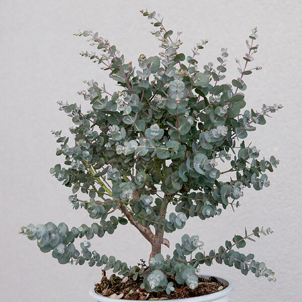 Eucalyptus gunni - eukalyptus k1,5l - 5253406 Eucalyptus gunni 07