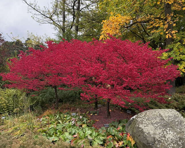 Euonymus 'compactus' - bršlen - Euonymus 'Compactus'