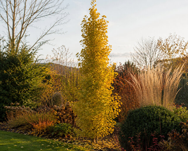 Ginkgo 'menhir' - ginko k1l - Ginkgo 'Menhir'  1
