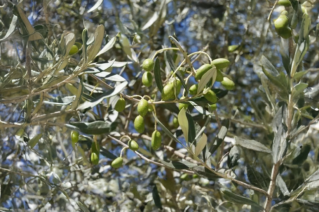 Olea e. 'cipressino' - olivovník k9 - olivo
