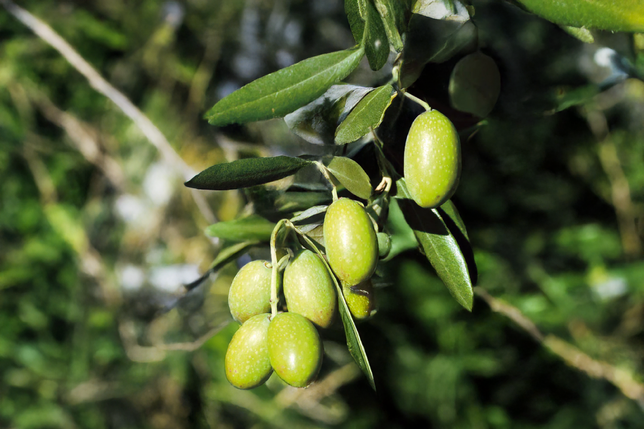Olea e. 'cipressino' - olivovník k9 - olivo 2