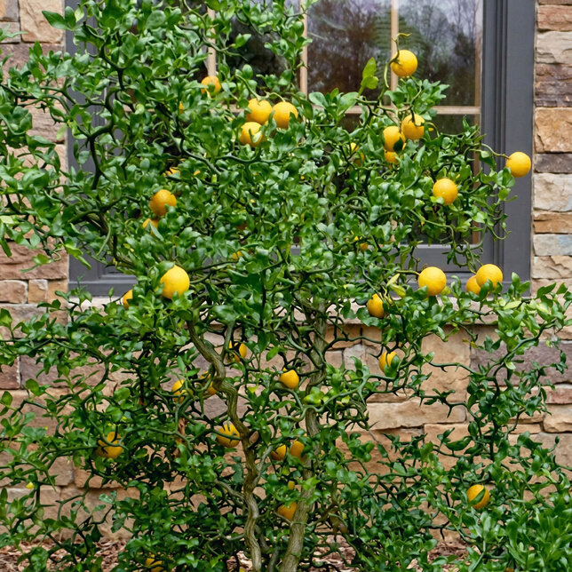 Poncirus 'flying dragon' - citrónovník k1,5l - Poncirus 'Flying Dragon'