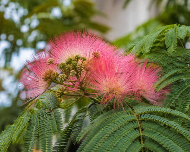 Albizia 'tropical dream' - albízia k2l - Albizia 'Tropical Dream'  1