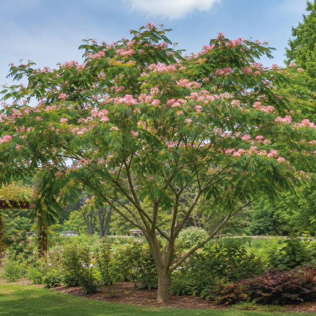 Albizia 'tropical dream' - albízia k2l - Albizia 'Tropical Dream'  2 habitus