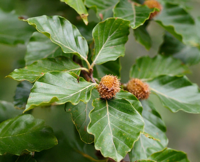 Fagus sylvatica - buk k2,5l - Fagus sylvatica - buk K2,5L 1