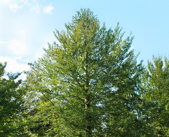 Fagus sylvatica - buk k2,5l - Fagus sylvatica - buk K2,5L 2