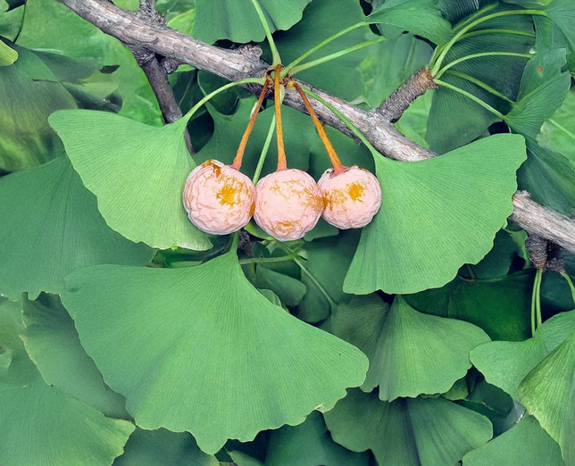 Ginkgo biloba - ginko - Ginkgo biloba - ginko 1