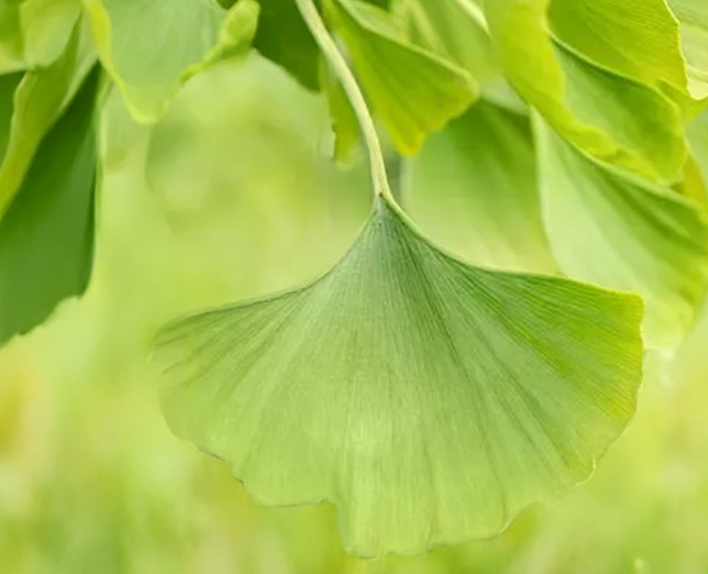 Ginkgo biloba - ginko - Ginkgo biloba - ginko 2
