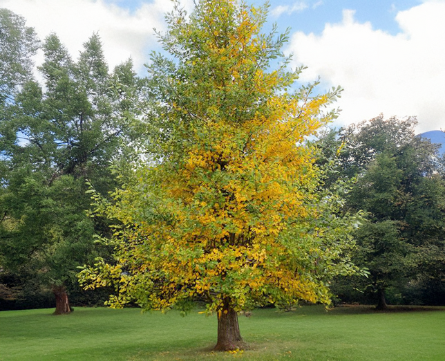 Ginkgo biloba - ginko - Ginkgo biloba - ginko 3