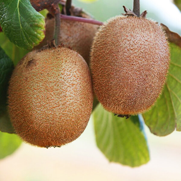 Actinidia 'jenny' - kiwi k9h - 7250497 Actinidia 'Jenny' 03
