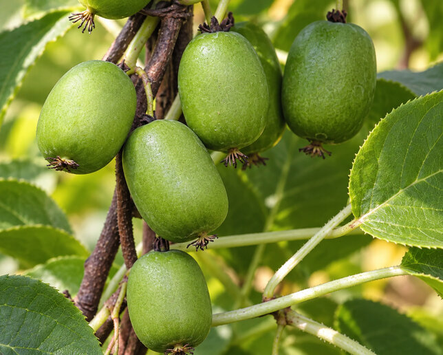 Actinidia 'vitikiwi' - kiwik2l - Actinidia 'Vitikiwi'
