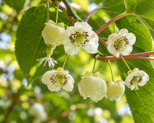 Actinidia 'vitikiwi' - kiwik2l - Actinidia 'Vitikiwi' flower
