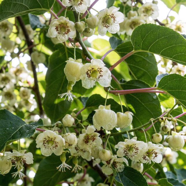 Actinidia 'weiki'm - kiwik2l - Actinidia 'Weiki'M 