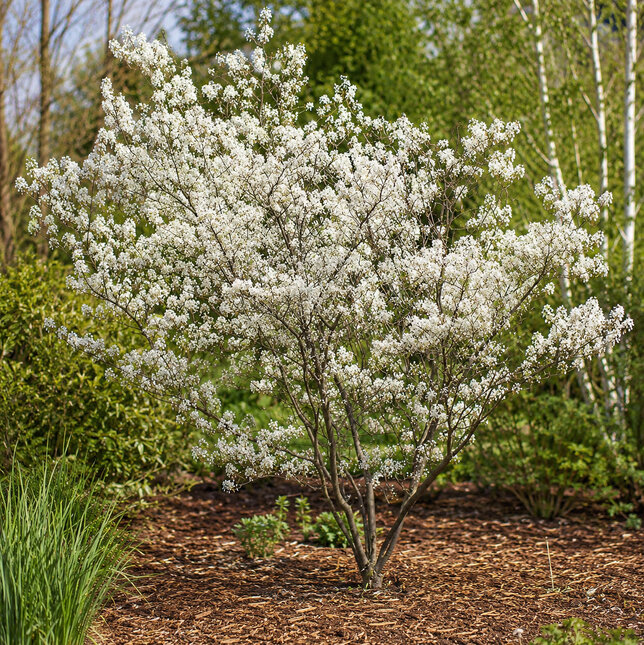 Amelanchier 'ballerina' - muchovník k1l - Amelanchier 'Ballerina'