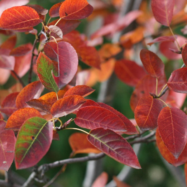 Amelanchier lamarckii - muchovník k3l - 2252689 Amelanchier lamarckii 02