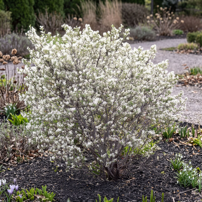 Amelanchier 'prince william' - muchovník k2l - Amelanchier 'Prince William'
